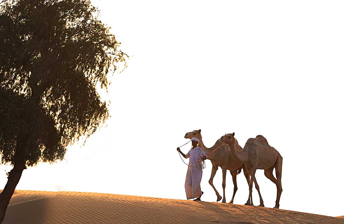 camel ride dubai